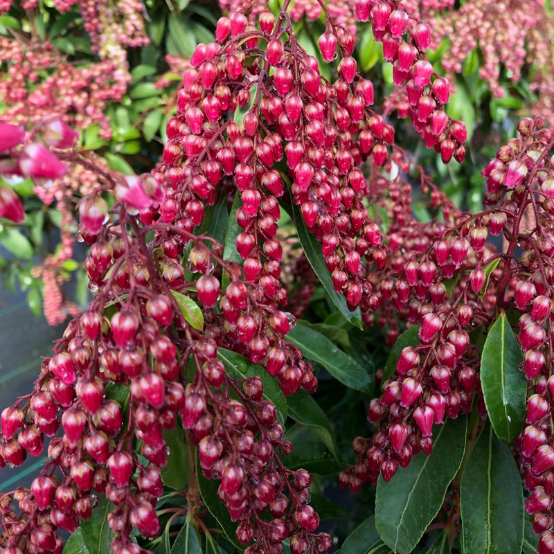Interstella Lily of the Valley Shrub Plant Addicts