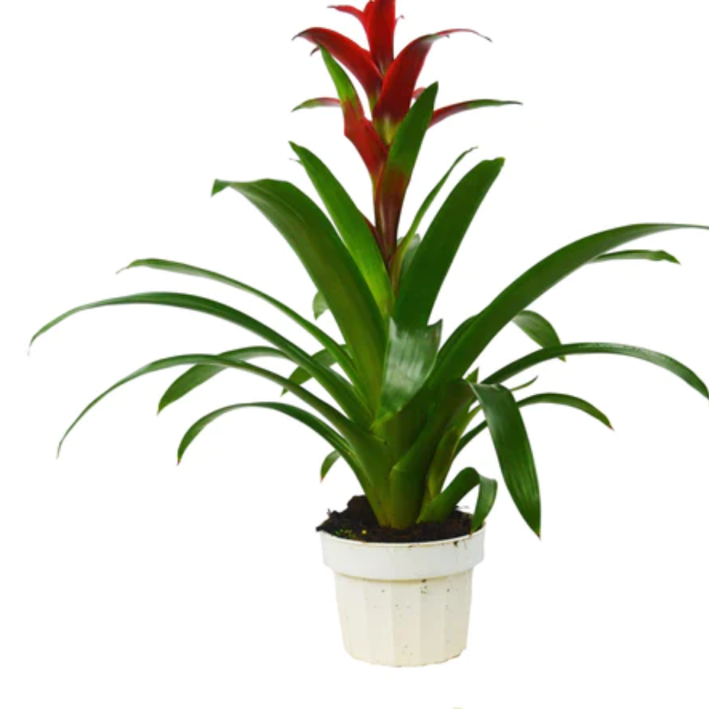 Plant Addicts Guzmania Bromeliad - Thumbnail 3