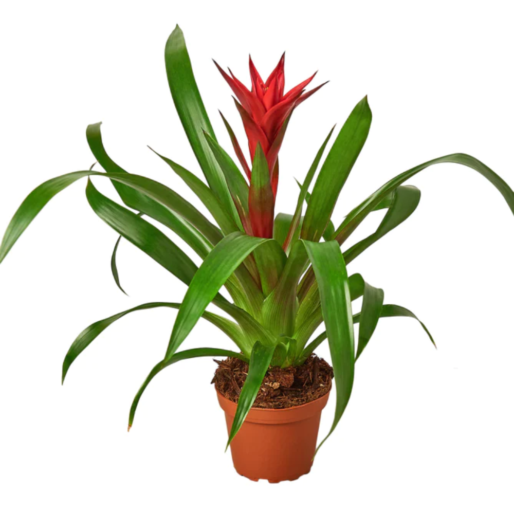 Plant Addicts Guzmania Bromeliad - Thumbnail 2