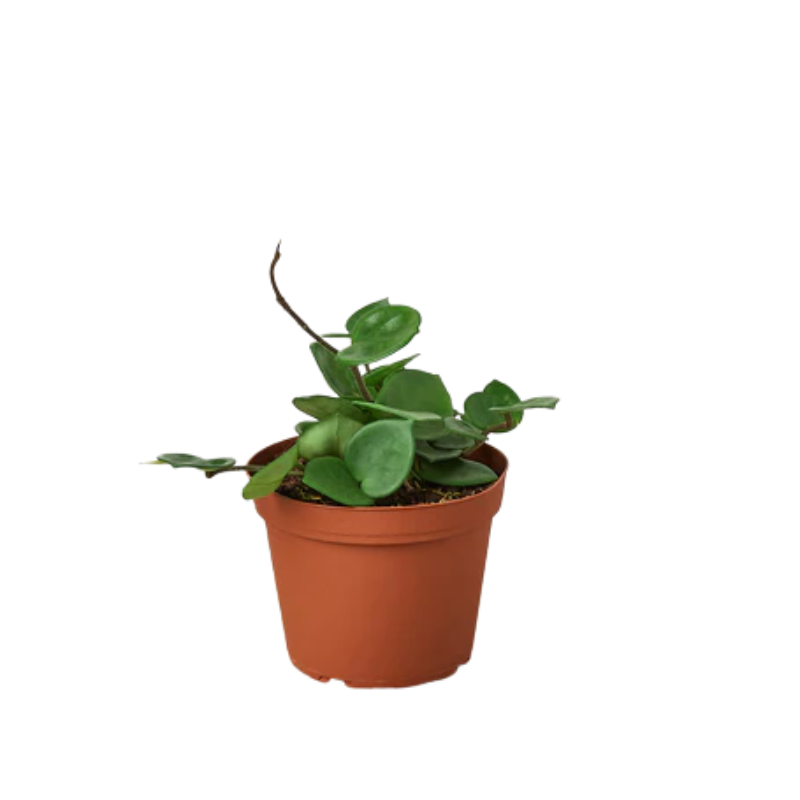 Plant Addicts Carnosa Chelsea Hoya - Thumbnail 3