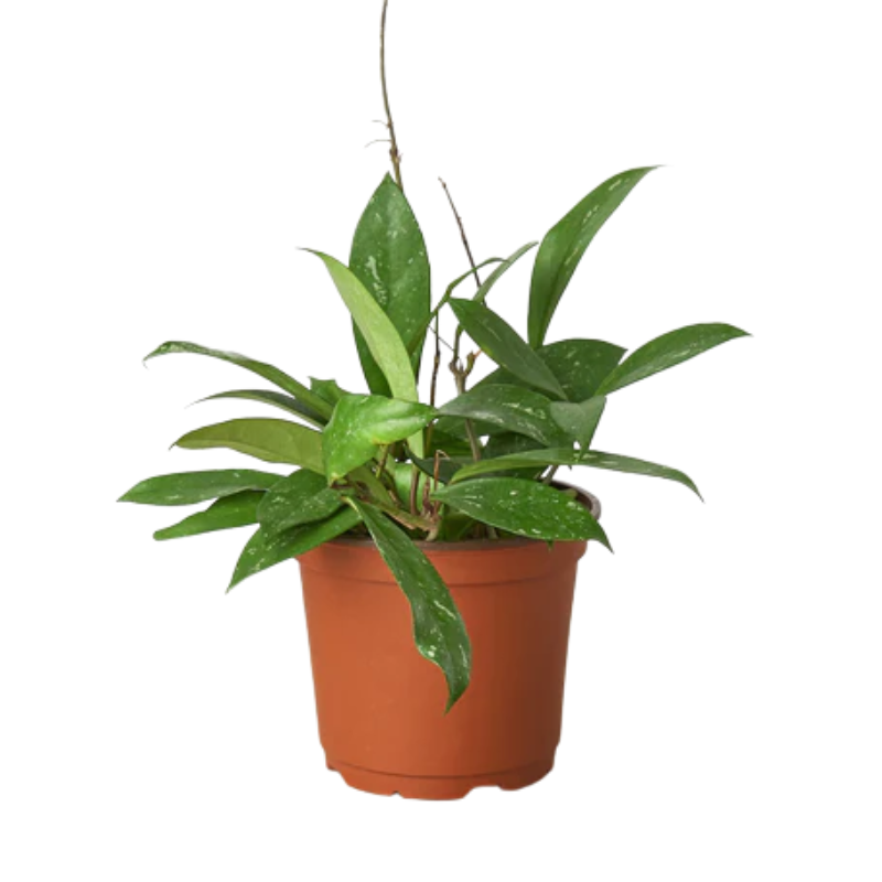 Plant Addicts Publicalyx Hoya