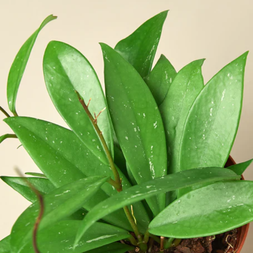 Plant Addicts Publicalyx Hoya - Thumbnail 4