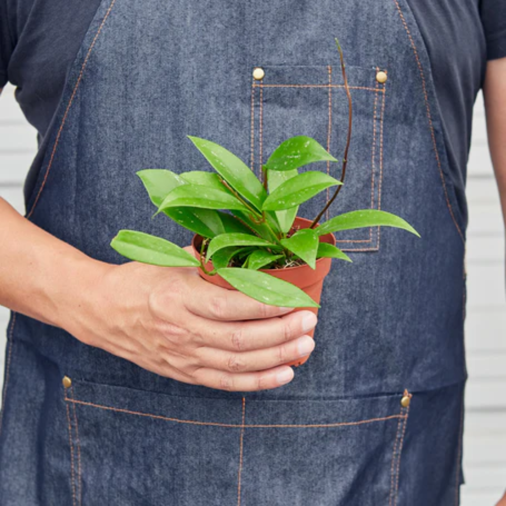 Plant Addicts Publicalyx Hoya - Thumbnail 5