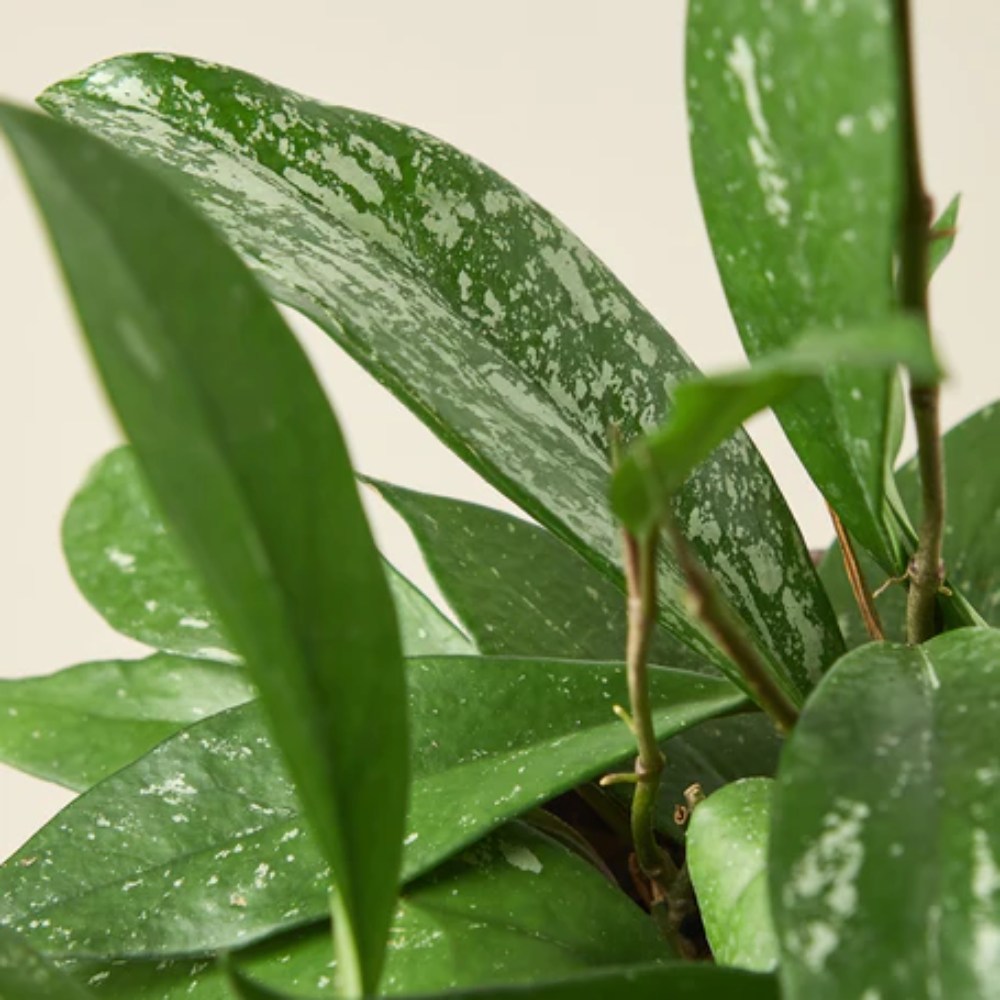 Plant Addicts Publicalyx Hoya - Thumbnail 2