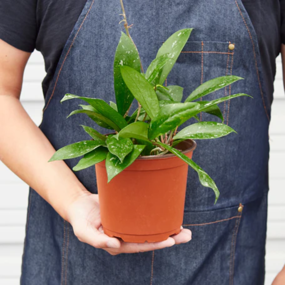 Plant Addicts Publicalyx Hoya - Thumbnail 3