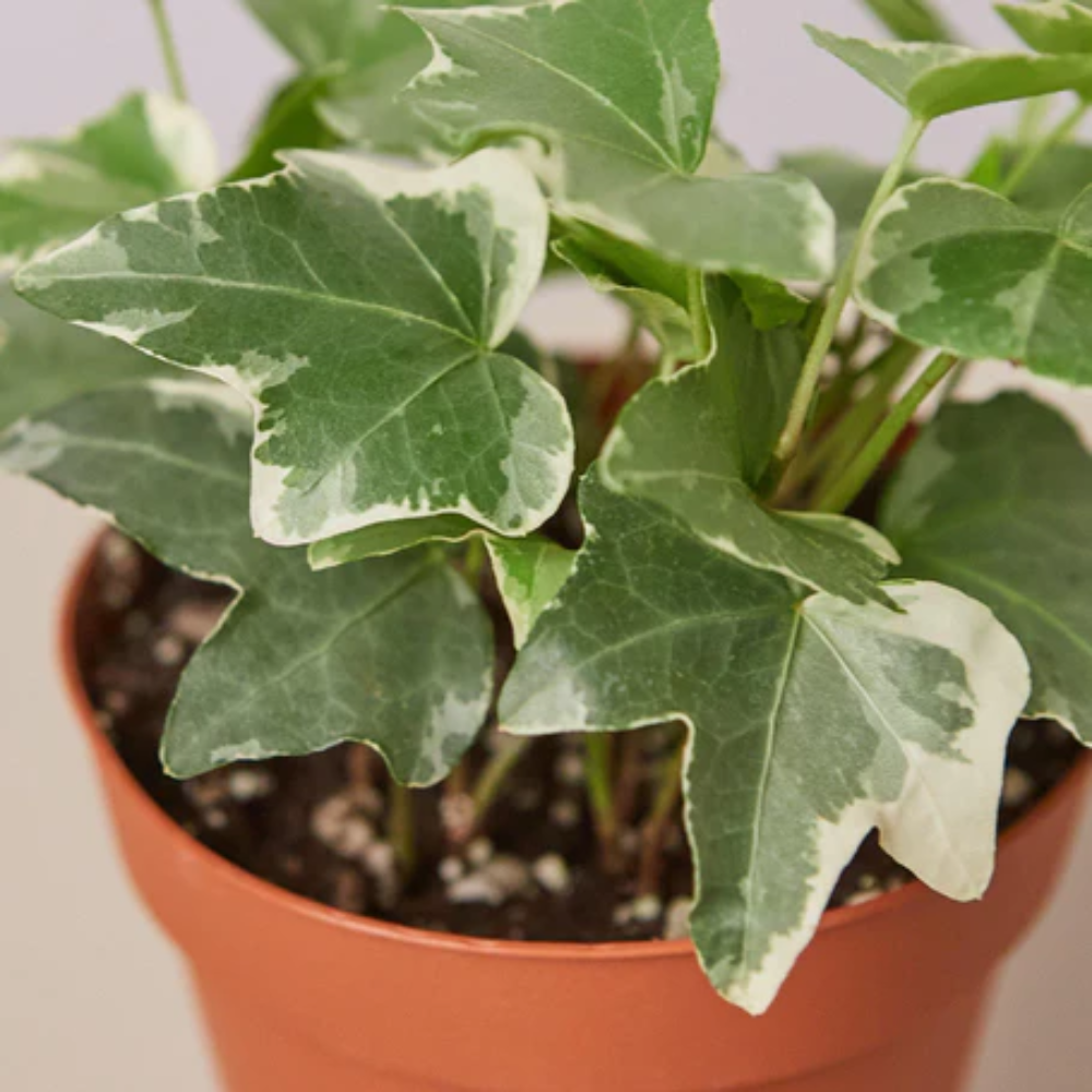 Plant Addicts English Ivy