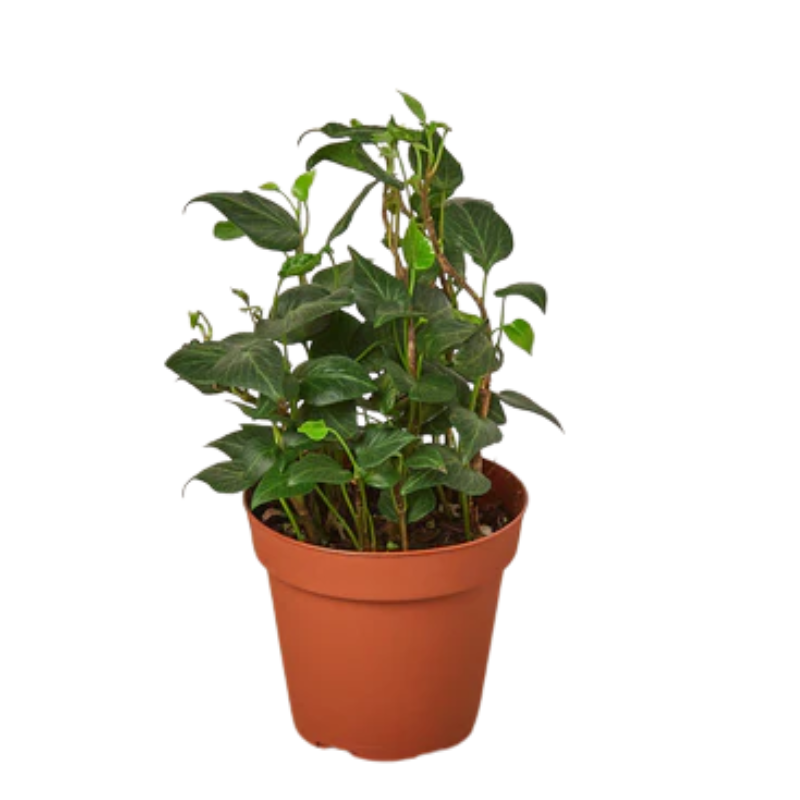 Plant Addicts English Ivy - Thumbnail 3