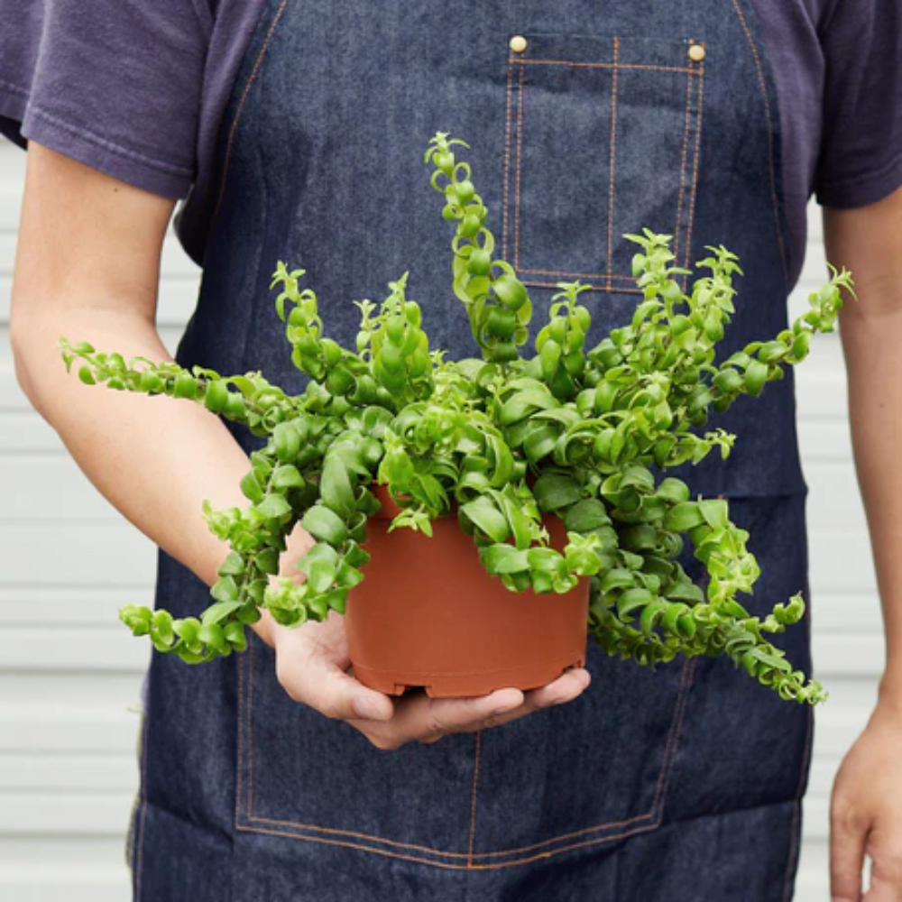 Plant Addicts Curly Lipstick Plant - Thumbnail 3