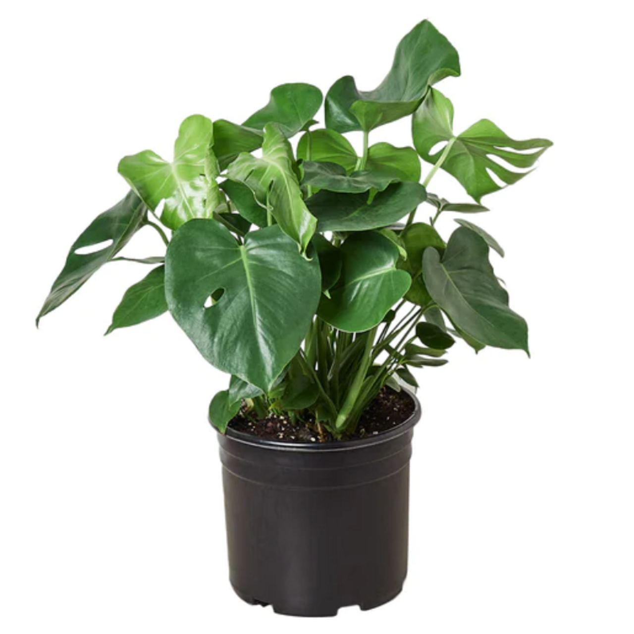 FLOWERWOOD 2.5 Qt. Split Leaf Philodendron - Live Evergreen Shrub with  Large Glossy Green Foliage 4671Q - The Home Depot