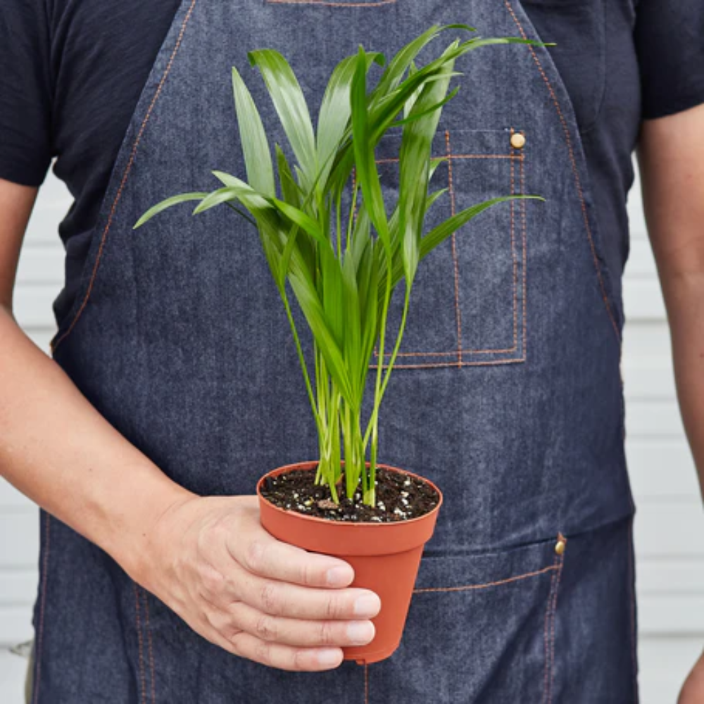 Areca Palm - Thumbnail 2