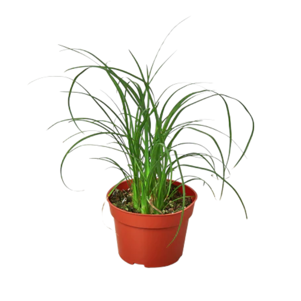 Ponytail Palm - Thumbnail 5