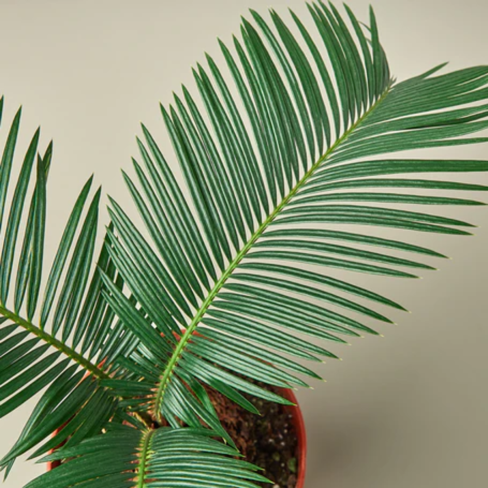 Sago Palm - Thumbnail 2