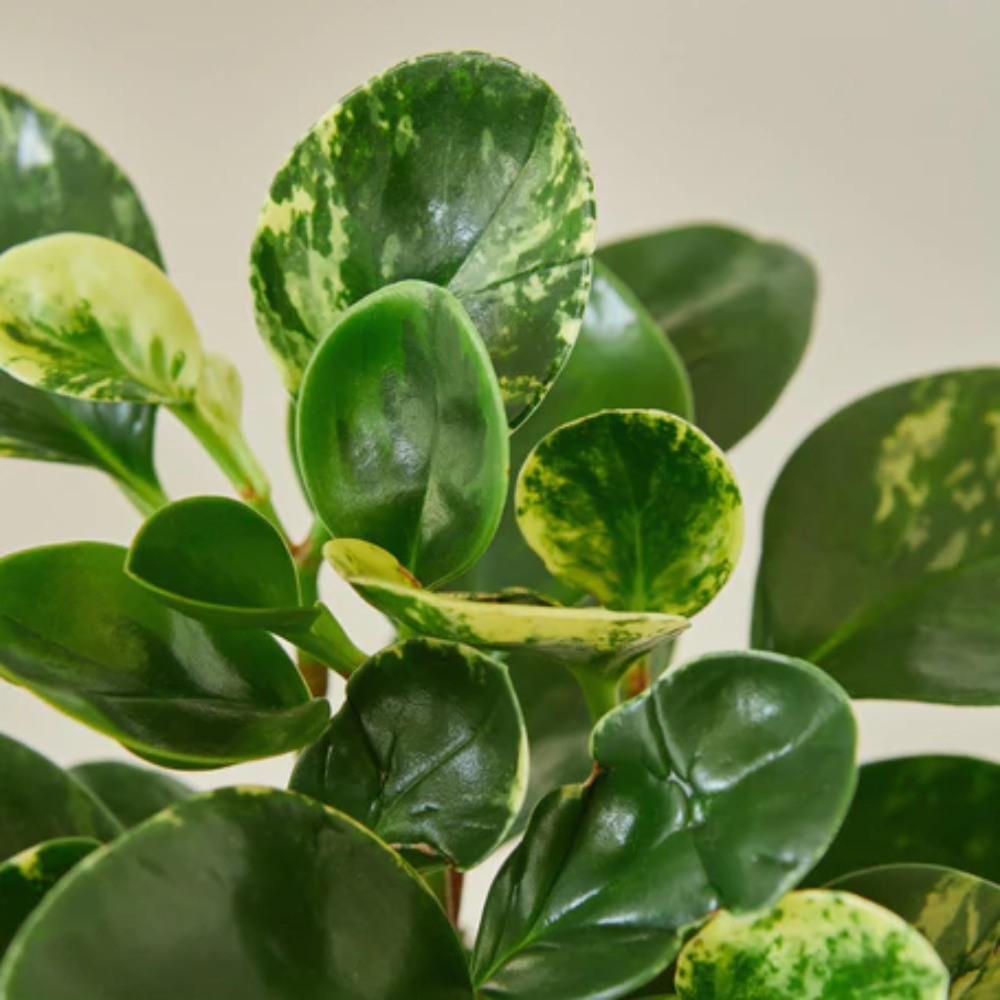 Marble Peperomia - Thumbnail 4