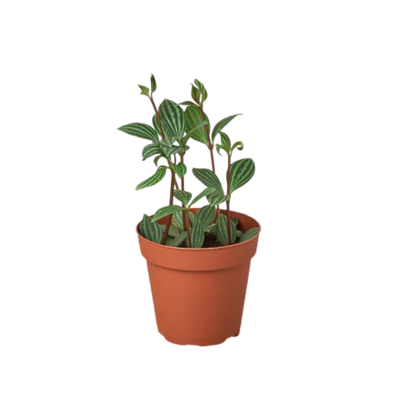 Plant Addicts Parallel Peperomia