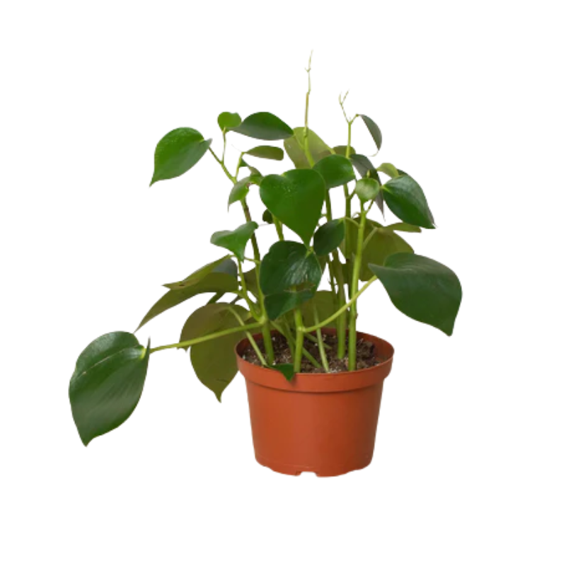 Raindrop Peperomia - Thumbnail 3