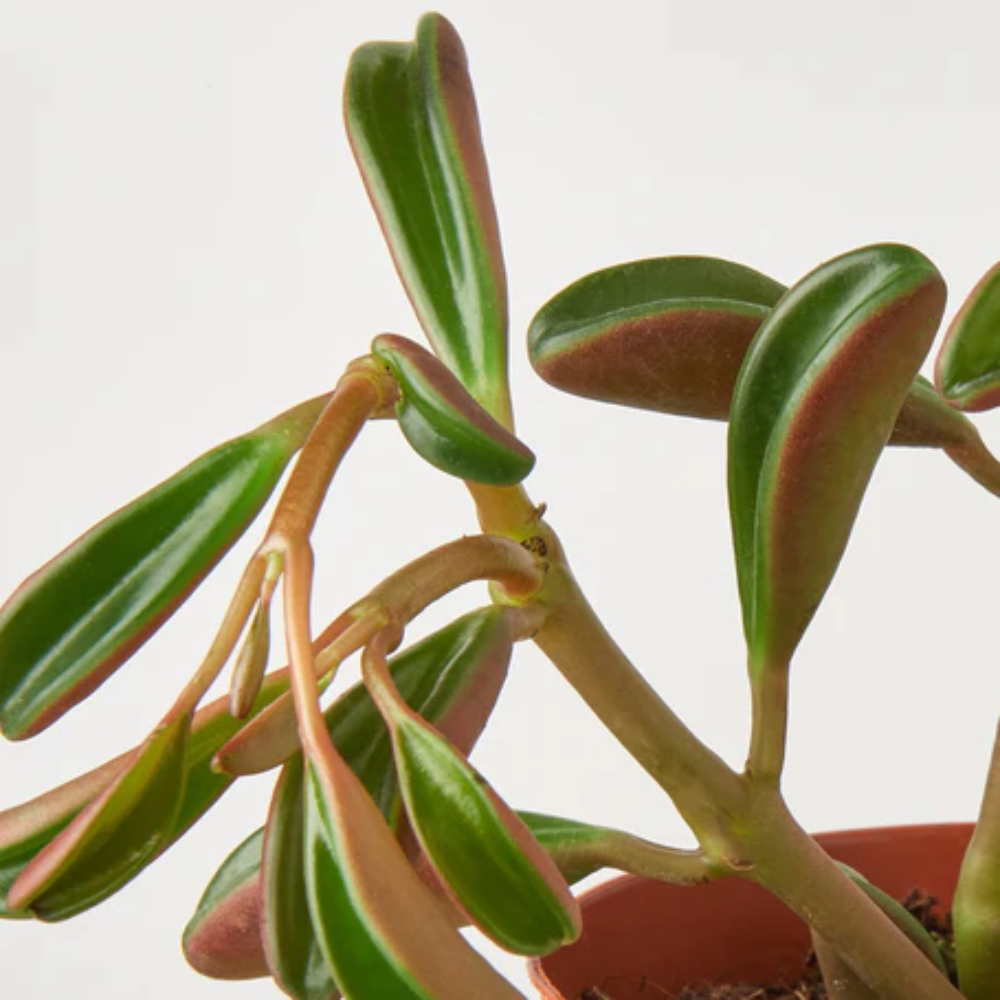 Plant Addicts Peperomia