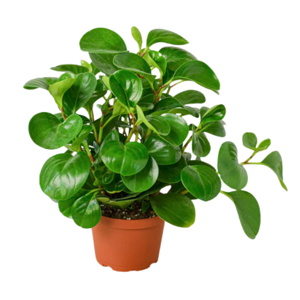 Plant Addicts Thailand Peperomia