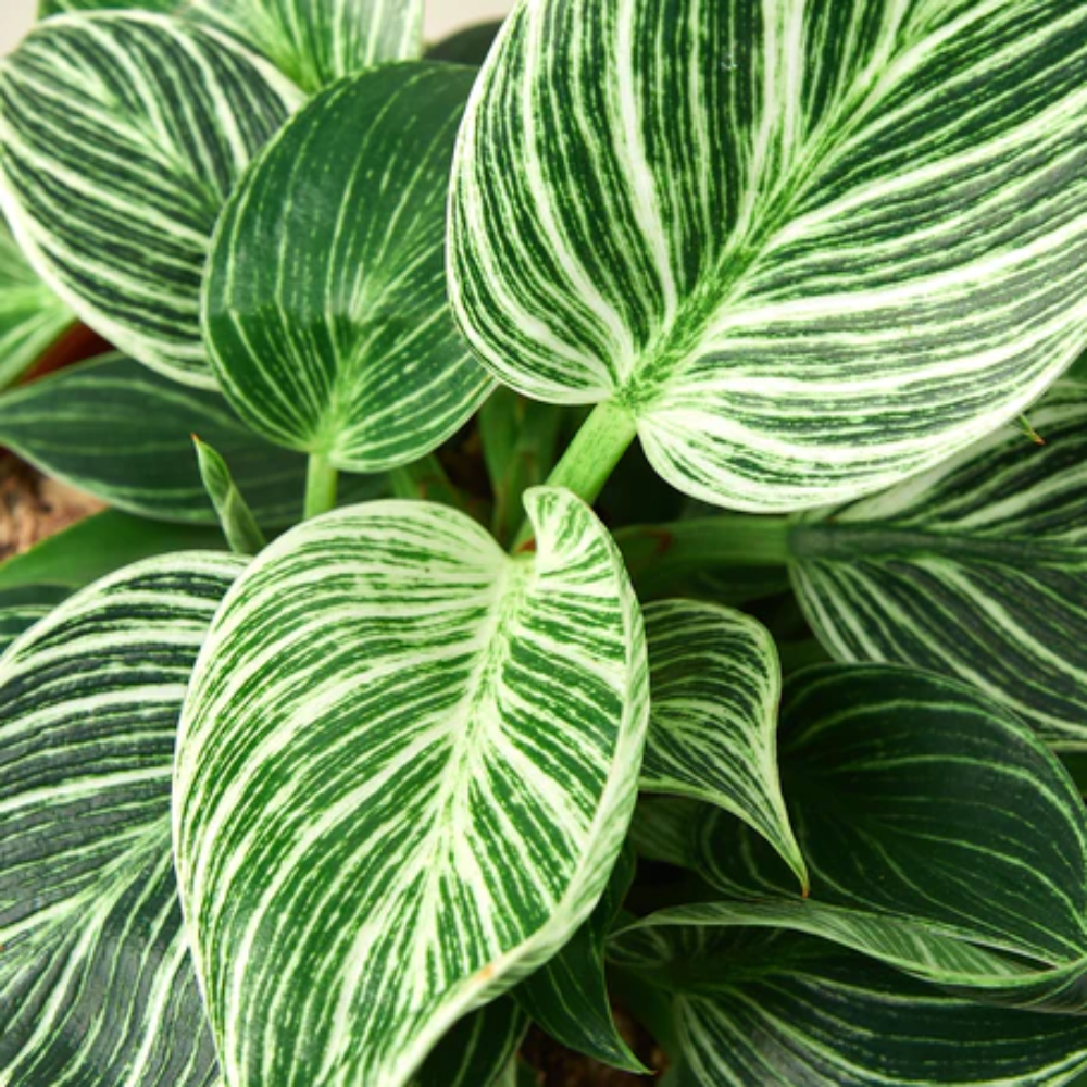 Plant Addicts Birkin Philodendron