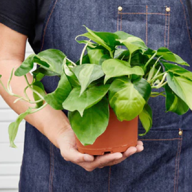 Brasil Philodendron - Thumbnail 4