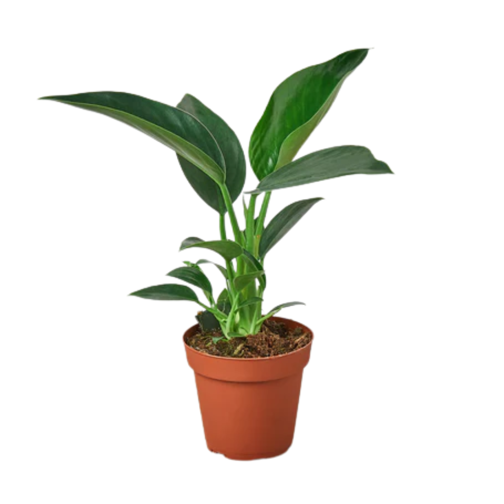 Congo Green Philodendron - Thumbnail 3