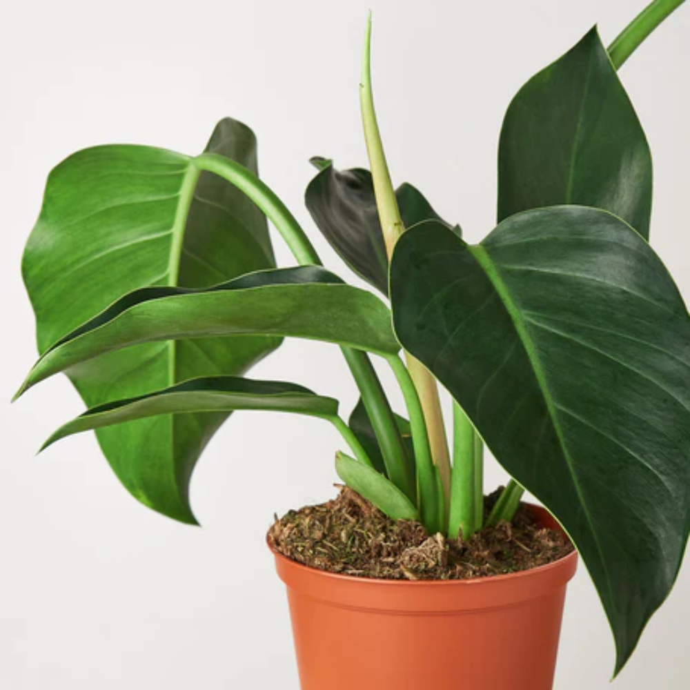 Congo Green Philodendron