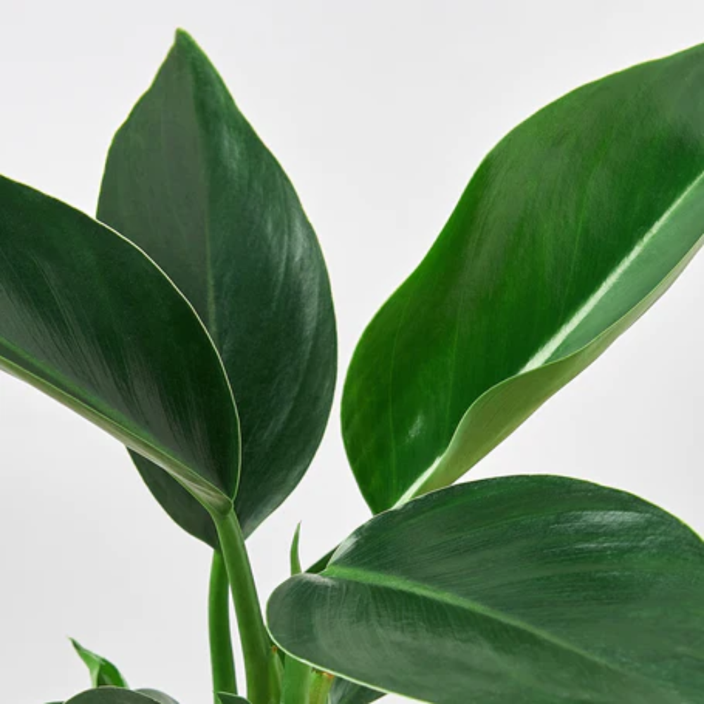 Congo Green Philodendron - Thumbnail 4