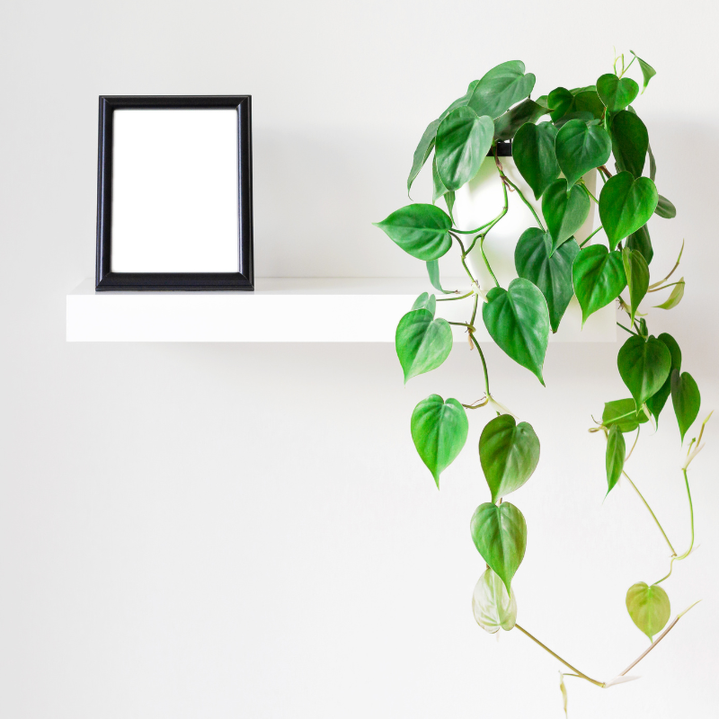 Plant Addicts Heartleaf Philodendron