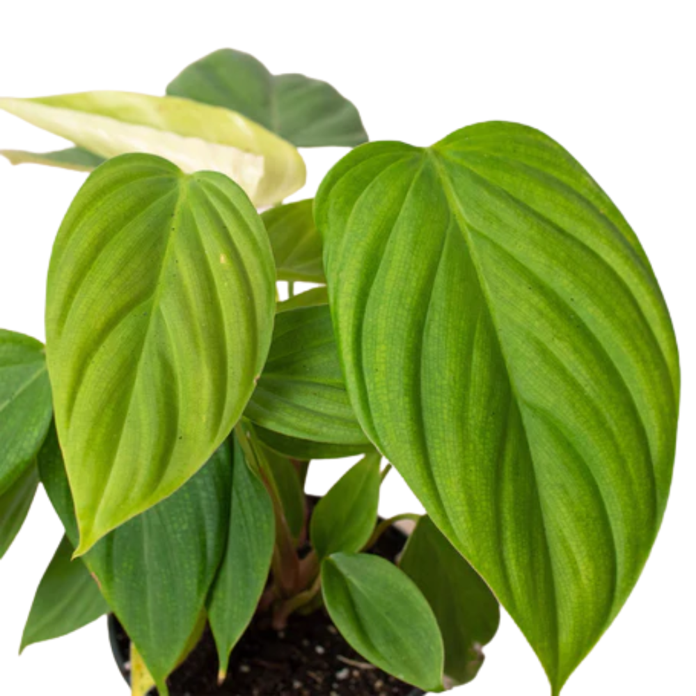 Plant Addicts Fuzzy Petiole Philodendron - Thumbnail 2