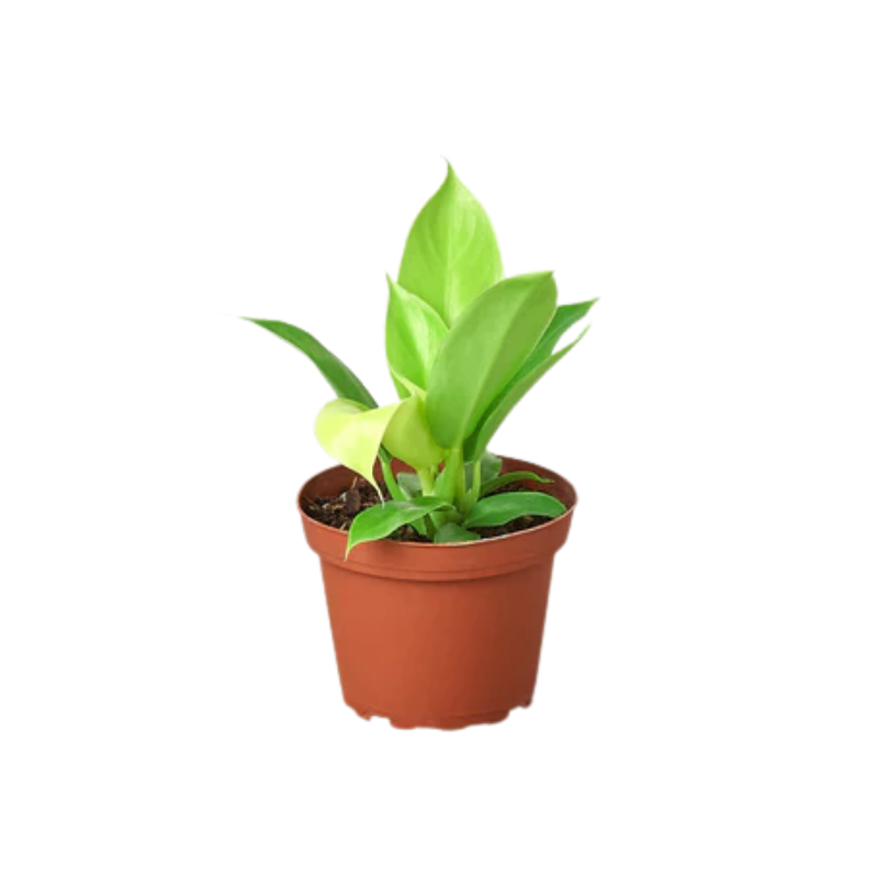 Plant Addicts Moonlight Philodendron