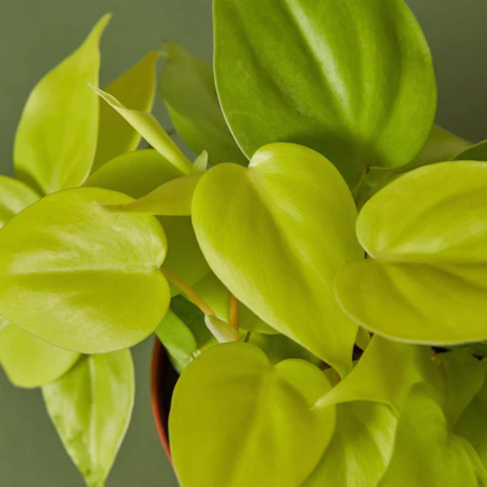 Neon Philodendron