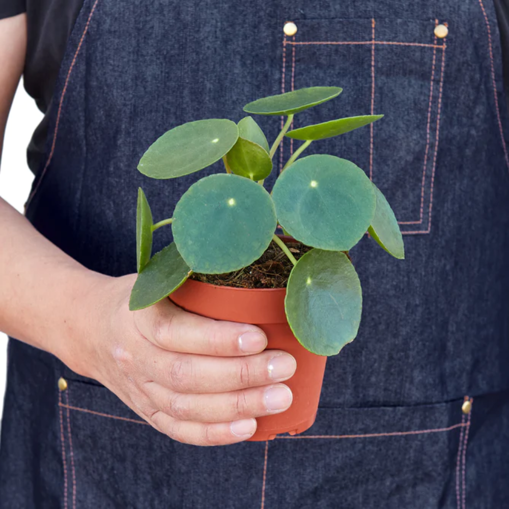 Plant Addicts Chinese Money Plant - Thumbnail 3