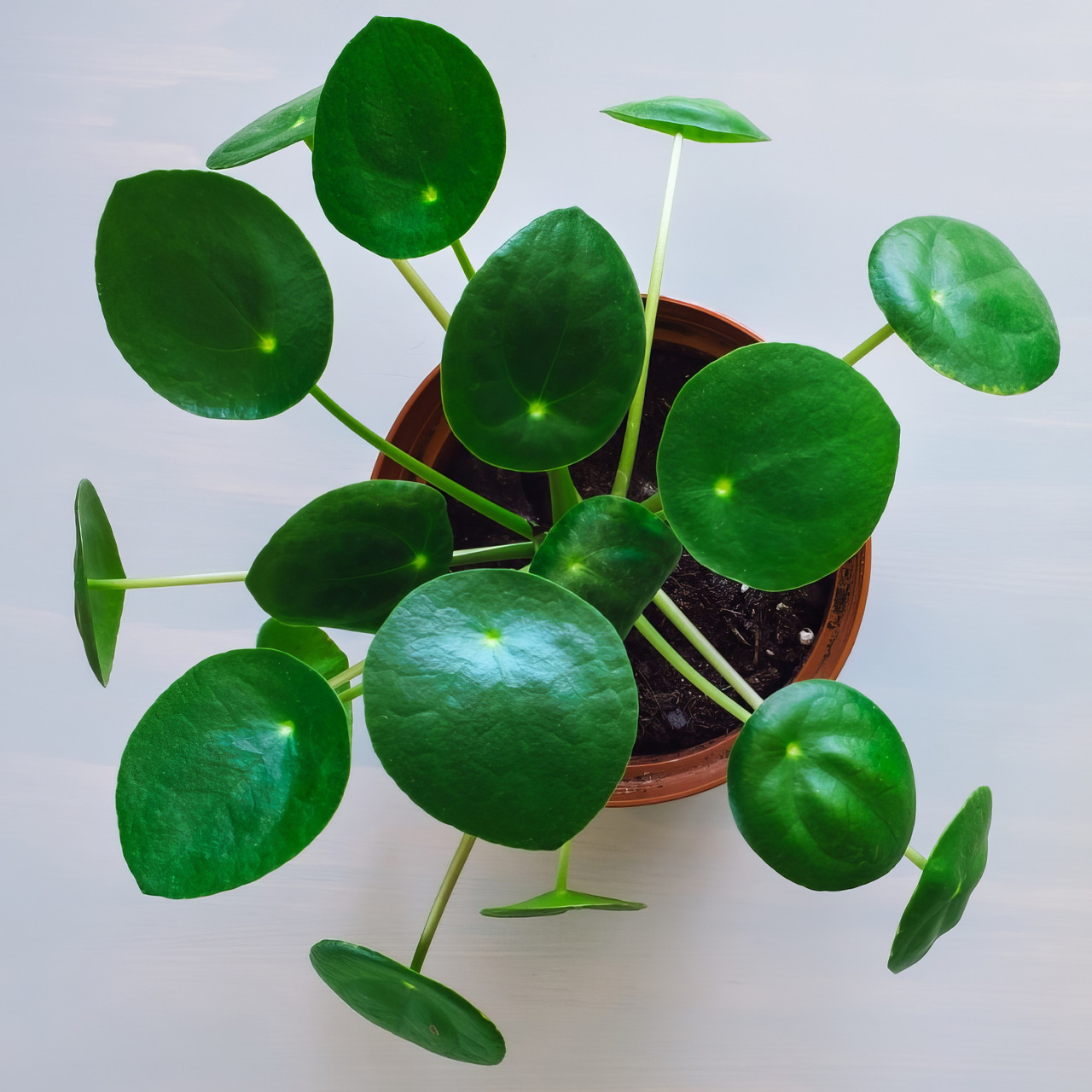 Plant Addicts Chinese Money Plant - Thumbnail 2