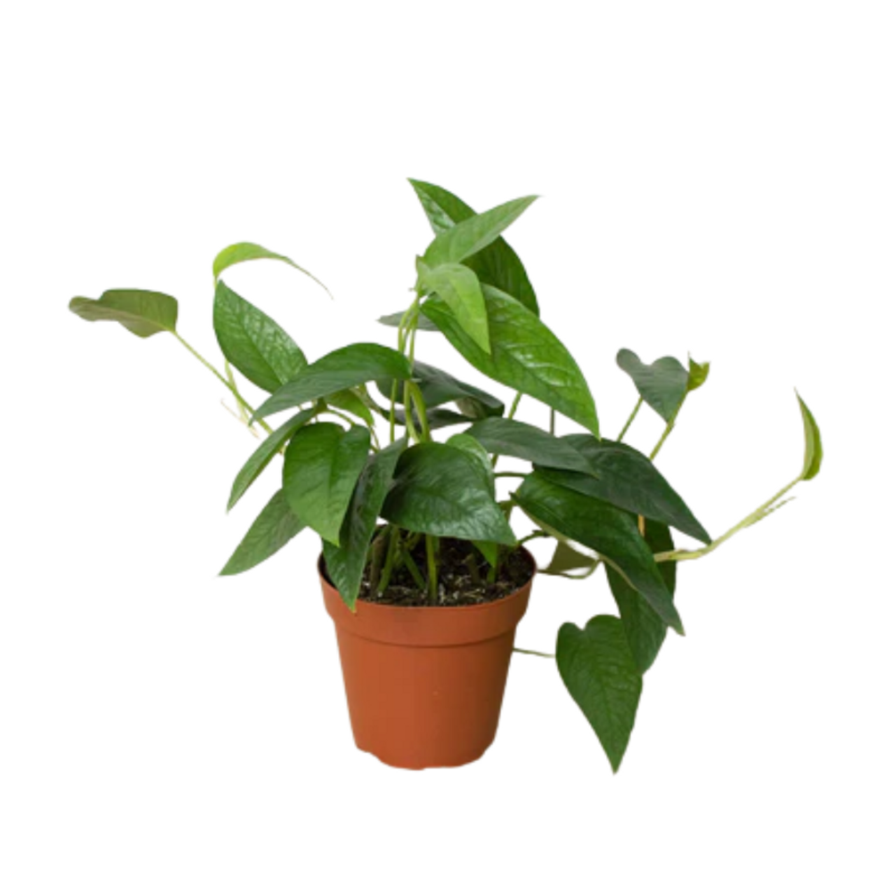 PlantChaser on X: Epipremnum pinnatum 'Mint