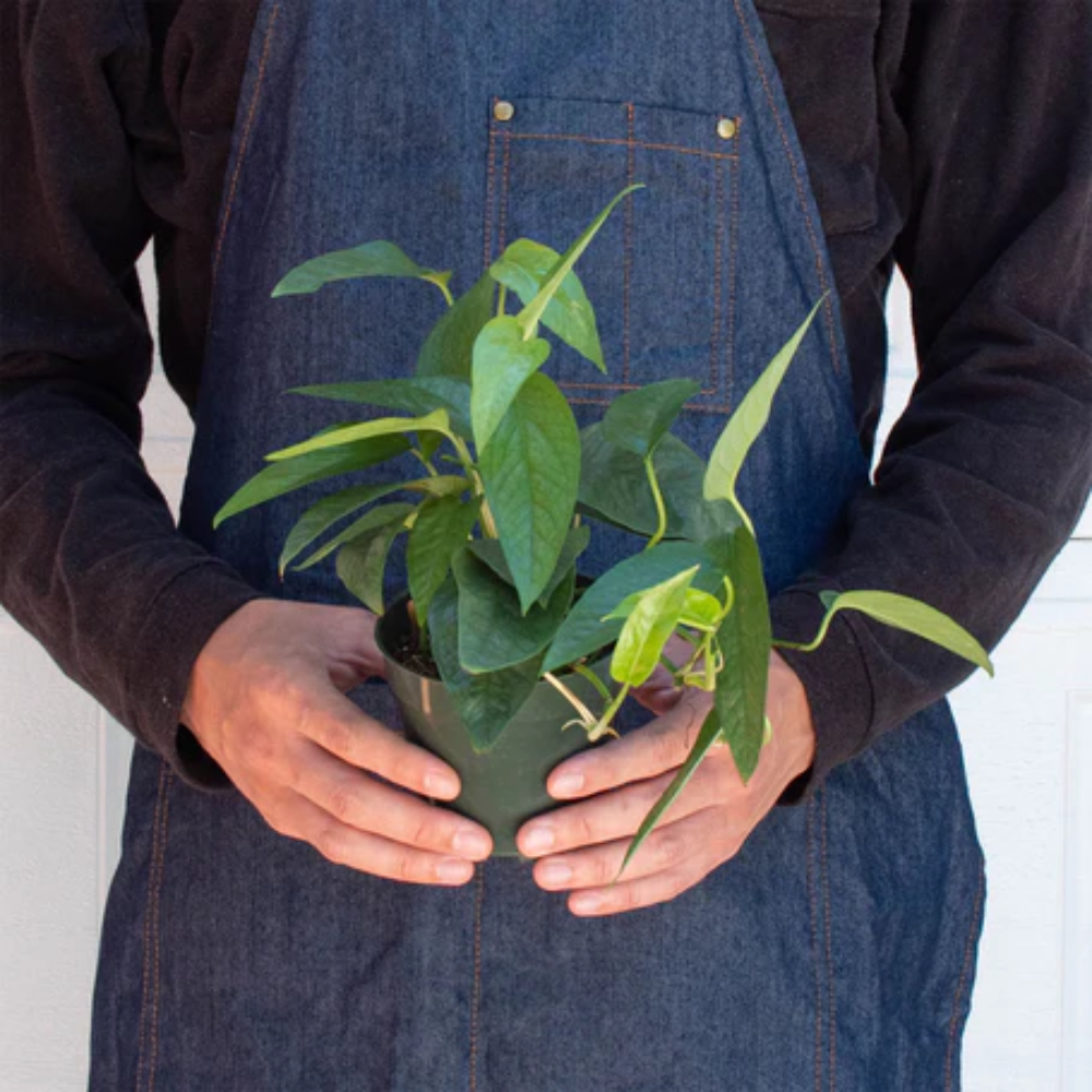 Plant Addicts Satin Pothos - Thumbnail 5