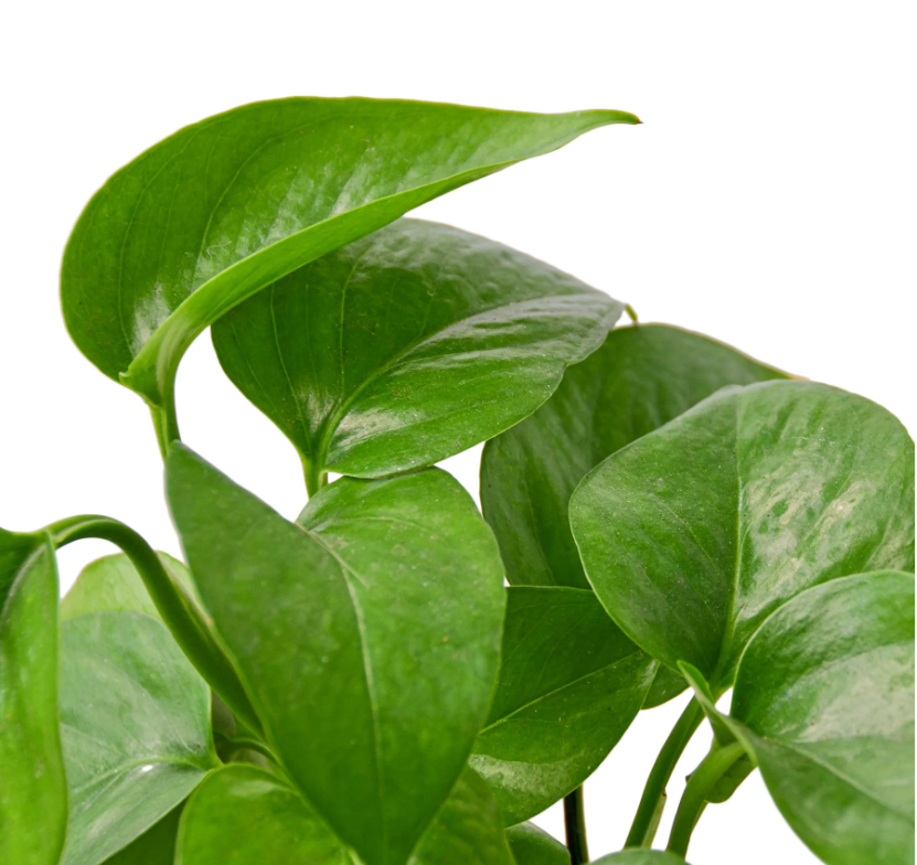 Green Queen Pothos