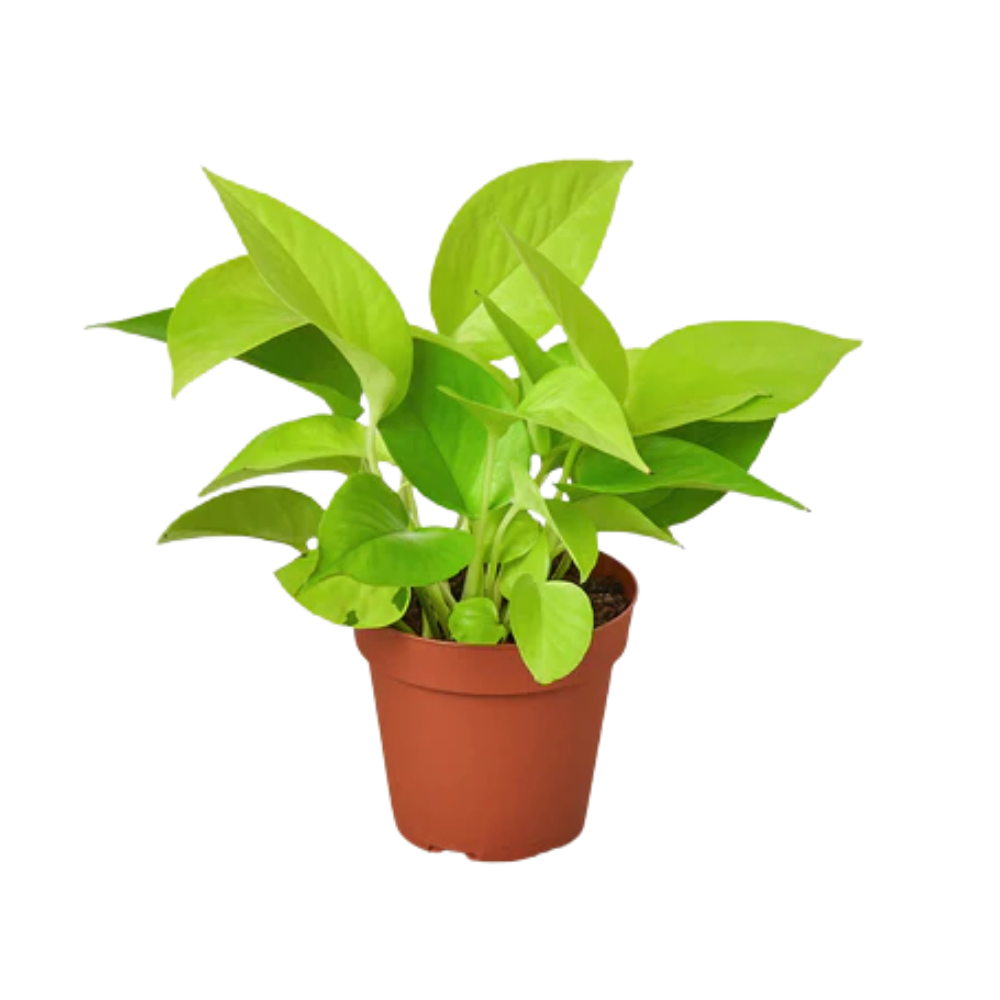 Neon Pothos - Thumbnail 3