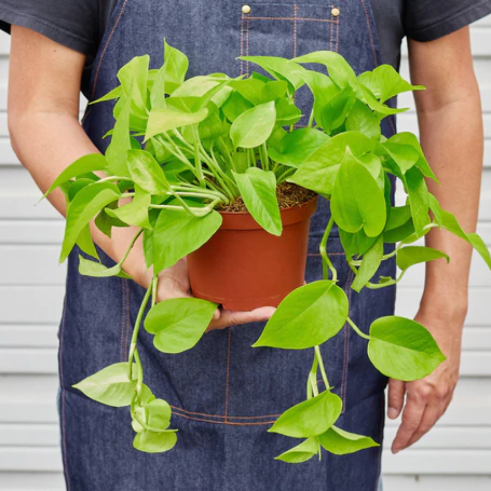 Neon Pothos