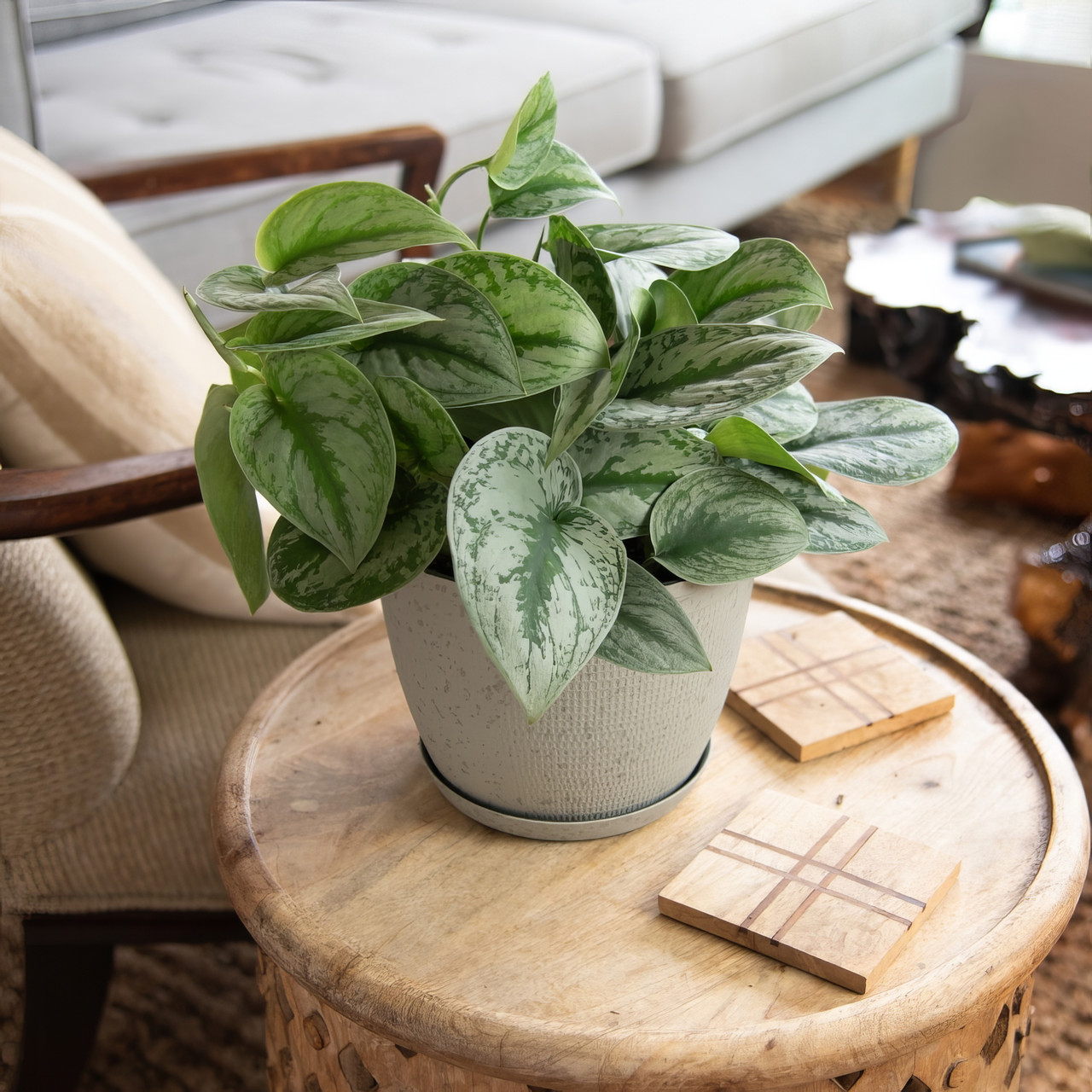 Satin Pothos  Plant Addicts