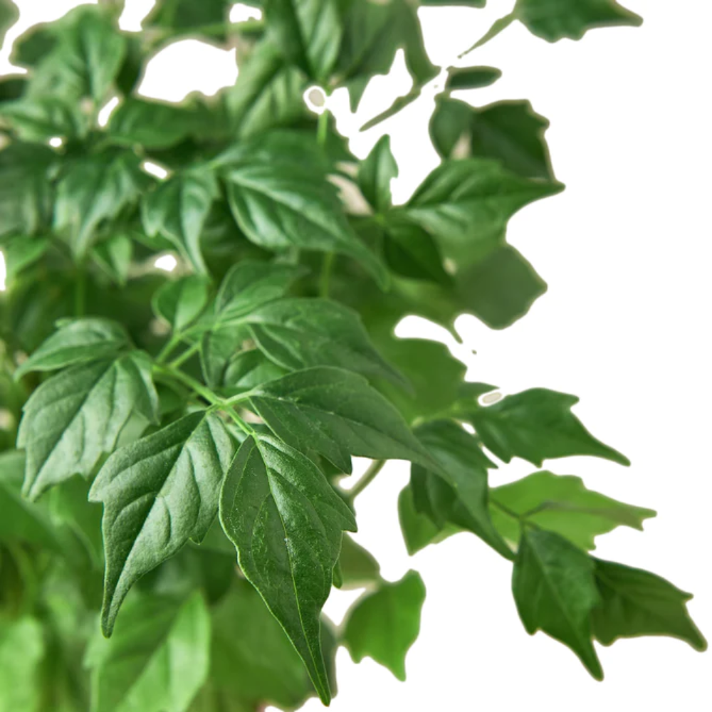 Plant Addicts China Doll Plant - Thumbnail 2