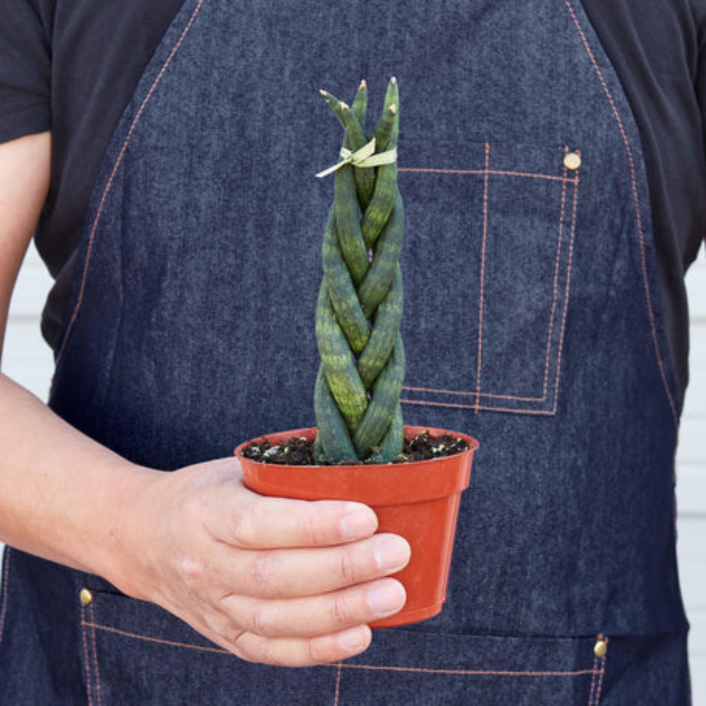 Plant Addicts Snake Plant