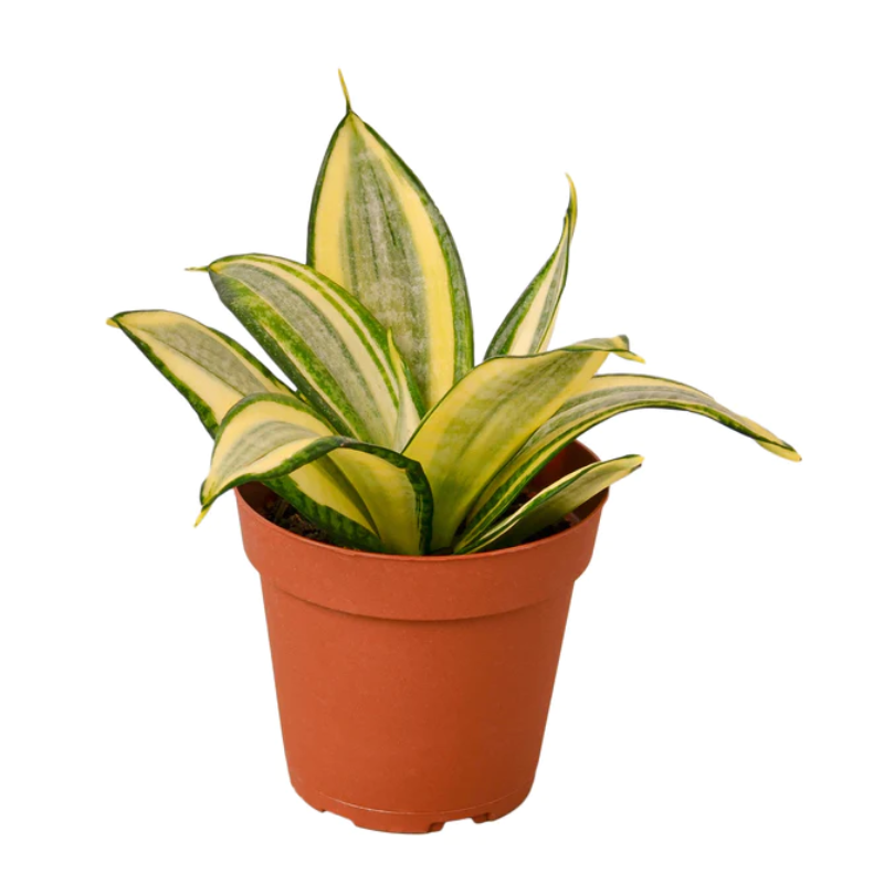 Plant Addicts Golden Hahnii Snake Plant - Thumbnail 2