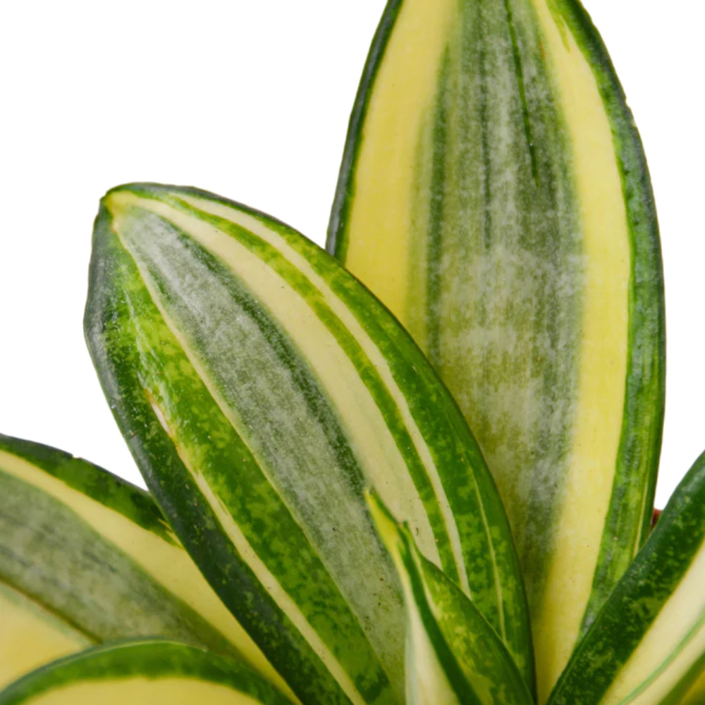 Plant Addicts Golden Hahnii Snake Plant