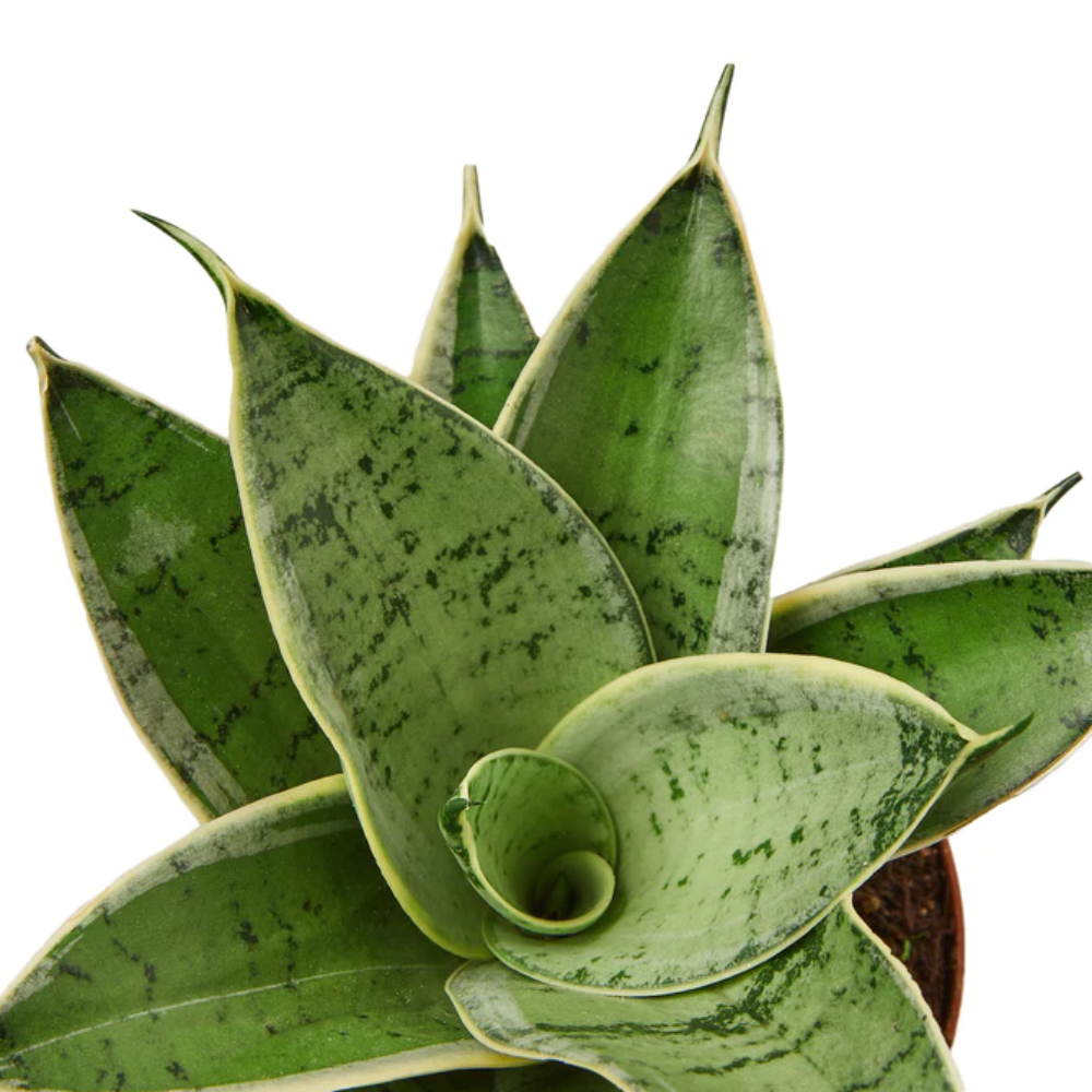 Plant Addicts Starfish Snake Plant