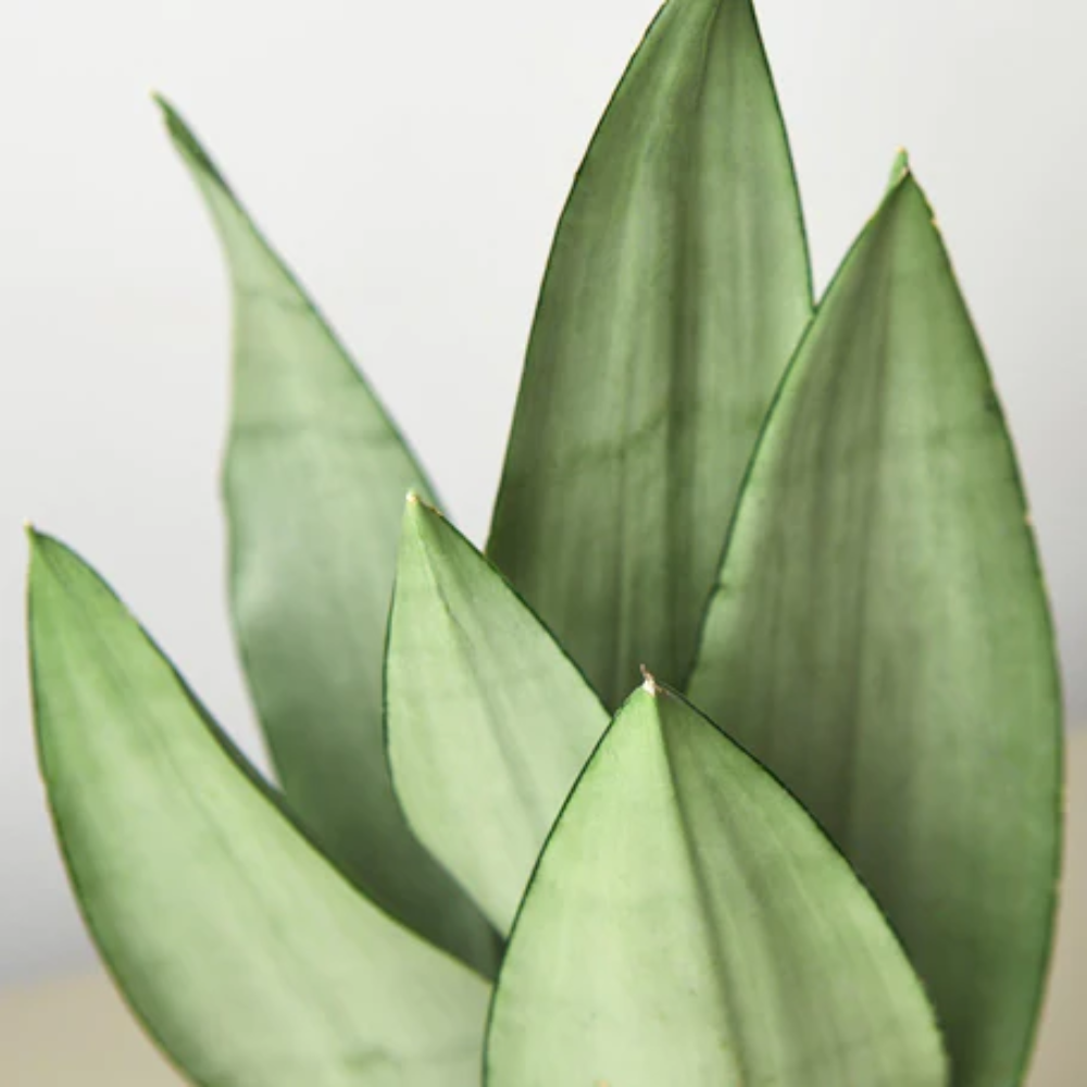 Plant Addicts Moonshine Snake Plant