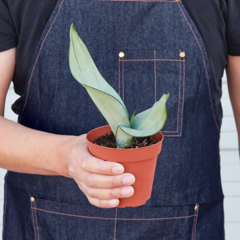 Plant Addicts Moonshine Snake Plant - Thumbnail 5