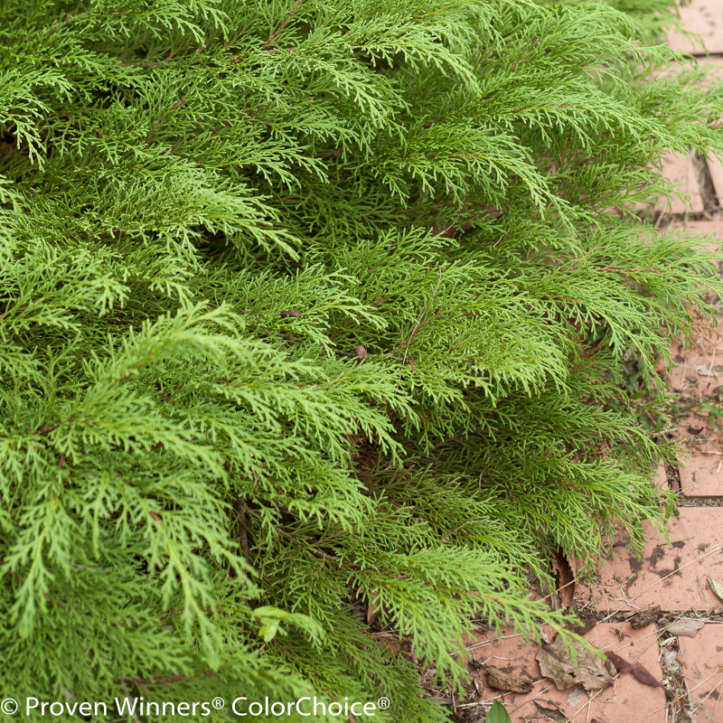 Celtic Pride Siberian Cypress Plant Addicts