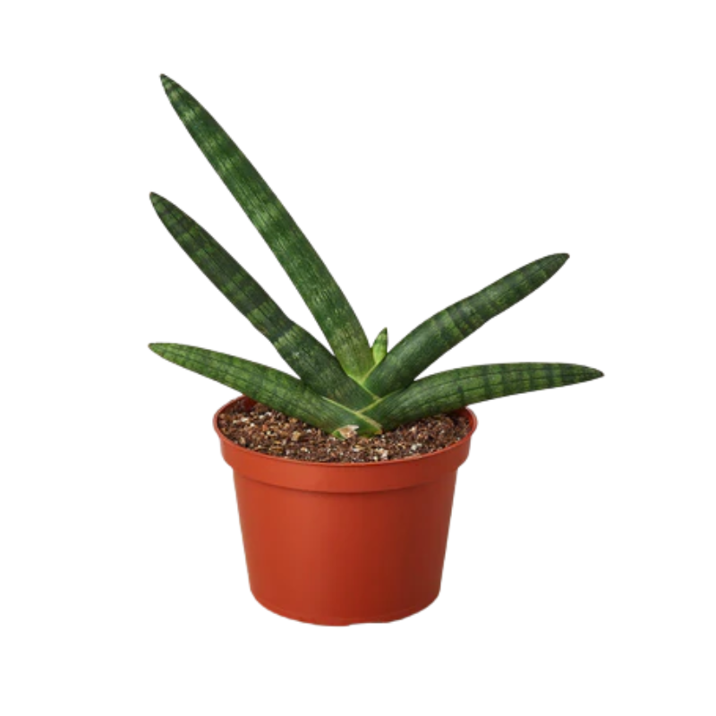 Plant Addicts Starfish Snake Plant - Thumbnail 4