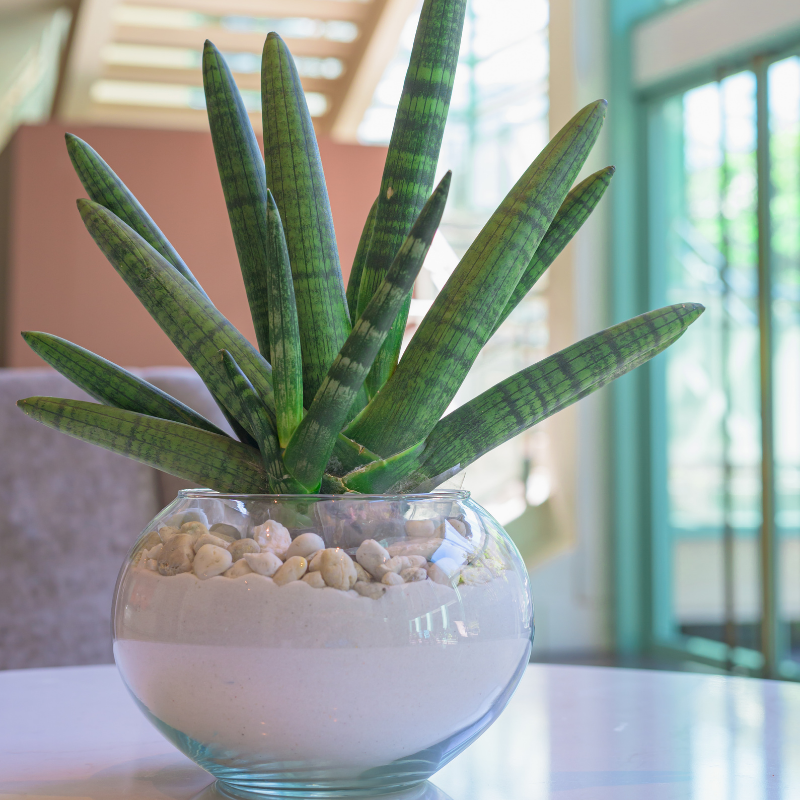 Plant Addicts Starfish Snake Plant - Thumbnail 3