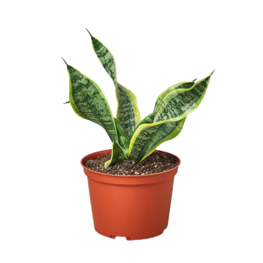 Plant Addicts Twist Snake Plant - Thumbnail 2