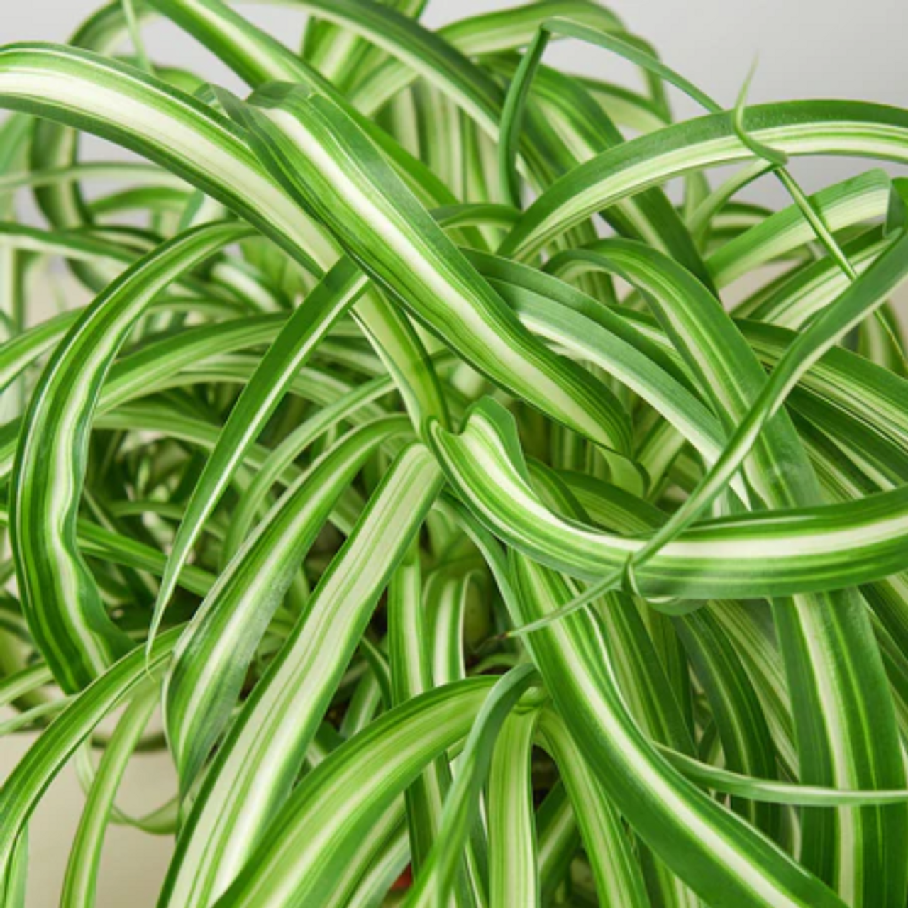 Bonnie Caribbean Spider Plant